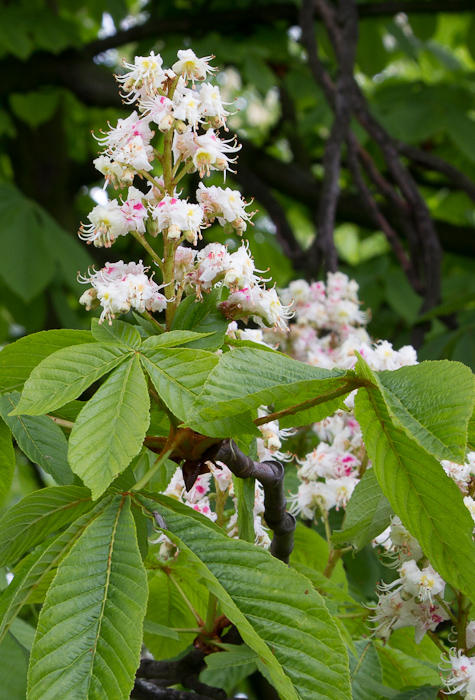 Horse Chestnut