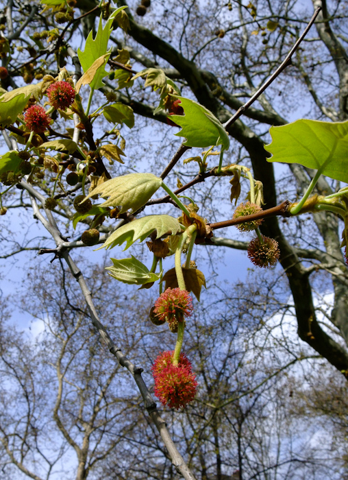 london-plane-in-spring