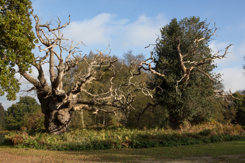 Ancient Oak 2