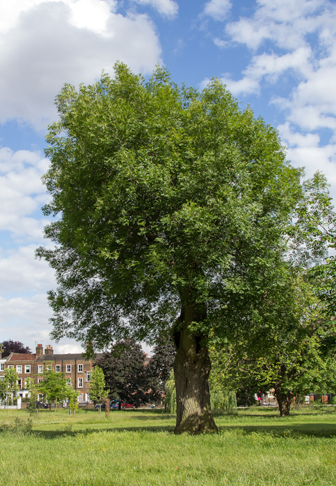 Photographs of ash trees