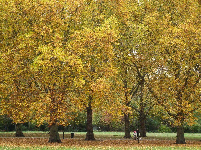 London plane in autumn