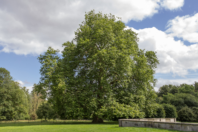 Oldest London plane trees