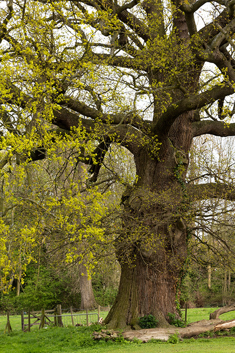 Oak tree photographs