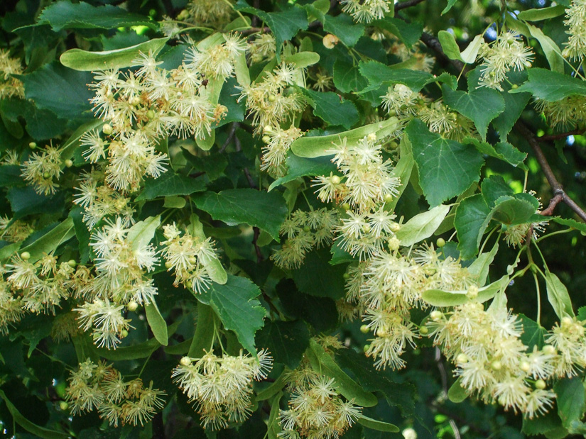 Photographs of lime trees