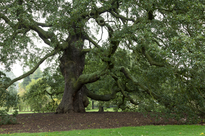 Oak tree photographs