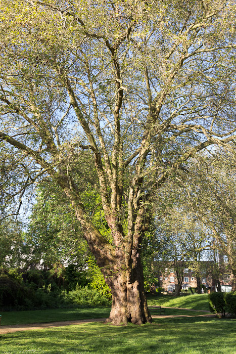 London plane in spring