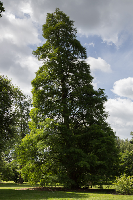 Swamp cypress