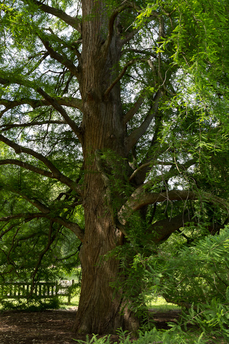 Swamp cypress