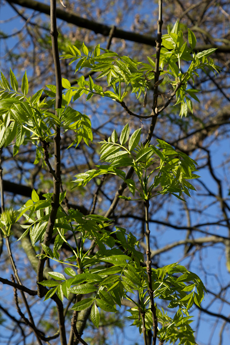 Photographs of ash trees