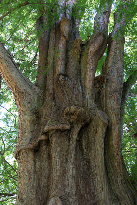 Swamp cypress