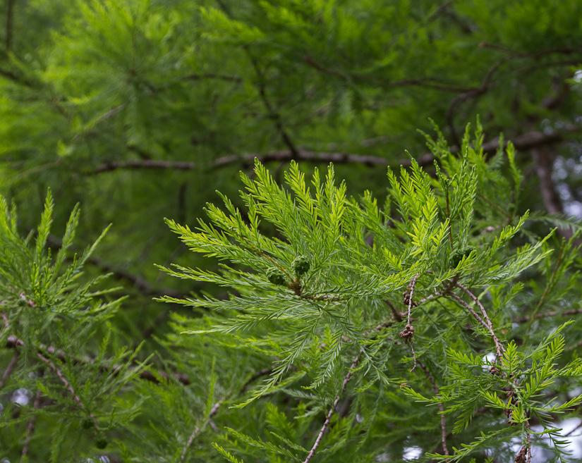 Swamp cypress